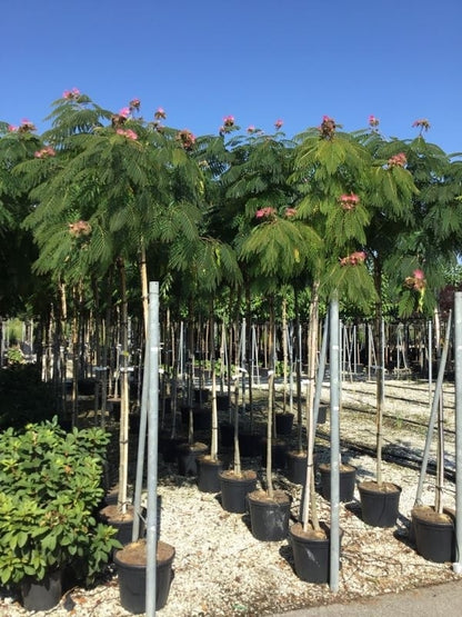  Perzische Slaapboom Op Stam (Albizia Julibrissin 'Ombrella' )
