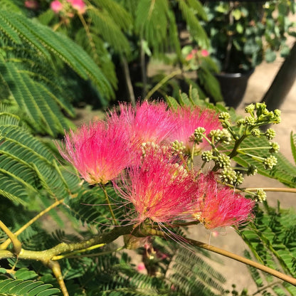  Perzische Slaapboom Als Struik (Albizia Julibrissin 'Ombrella')