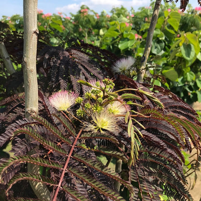  Perzische Slaapboom Als Struik (Albizia 'Summer Chocolate')