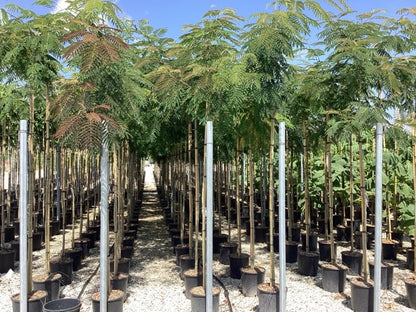 Perzische Slaapboom (Albizia Julibrissin)