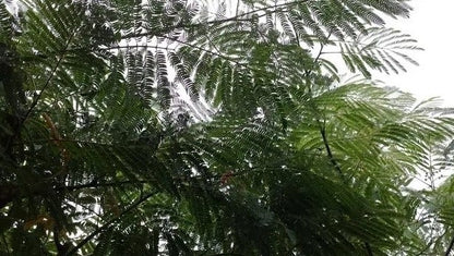  Perzische Slaapboom Als Struik (Albizia Julibrissin)