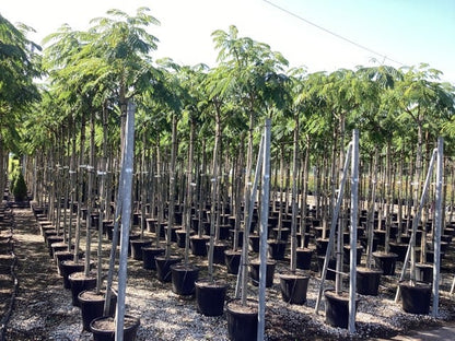  Perzische Slaapboom (Albizia Julibrissin 'Ombrella')