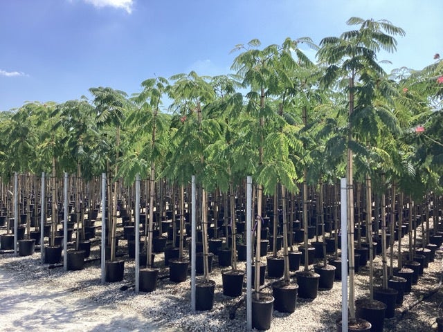  Perzische Slaapboom Op Stam (Albizia Julibrissin 'Ombrella' )