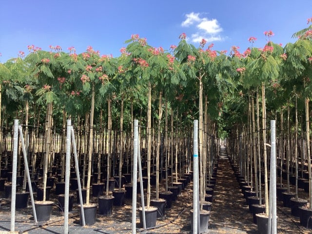  Perzische Slaapboom (Albizia Julibrissin 'Ombrella')