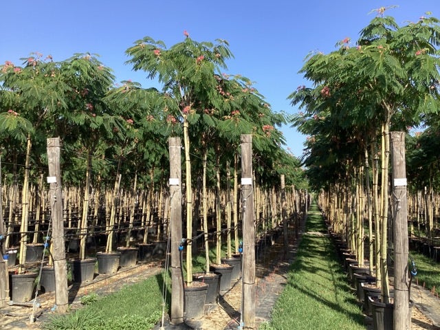  Perzische Slaapboom (Albizia Julibrissin 'Ombrella')