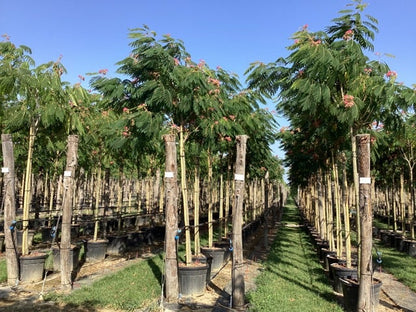  Perzische Slaapboom (Albizia Julibrissin 'Ombrella')