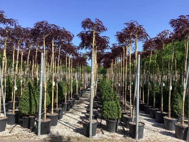  Perzische Slaapboom Als Boom (Albizia Julibrissin 'Summer Chocolate')