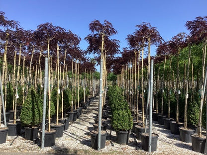  Perzische Slaapboom Als Boom (Albizia Julibrissin 'Summer Chocolate')