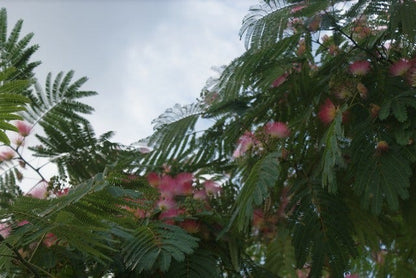  Perzische Slaapboom (Albizia Julibrissin 'Ombrella')