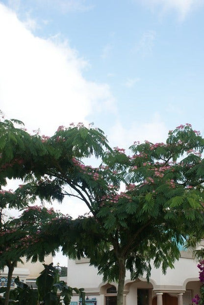  Perzische Slaapboom (Albizia Julibrissin 'Ombrella')