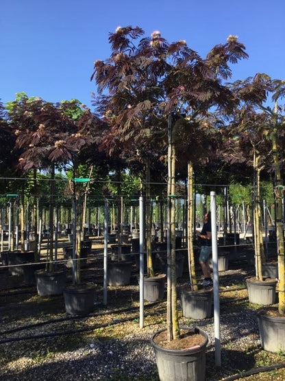  Perzische Slaapboom Als Boom (Albizia Julibrissin 'Summer Chocolate')