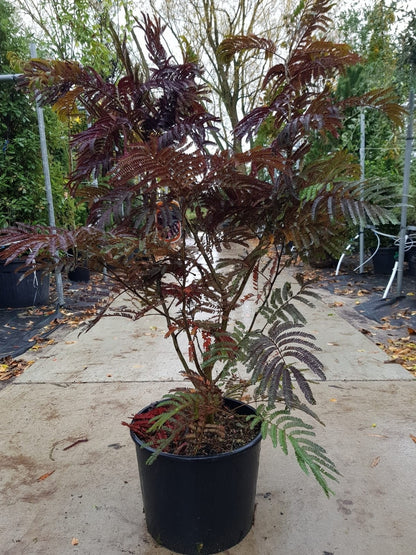  Perzische Slaapboom Als Struik (Albizia 'Summer Chocolate')