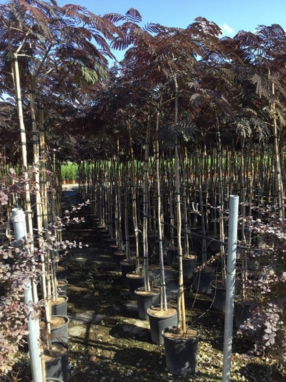  Perzische Slaapboom Als Boom (Albizia Julibrissin 'Summer Chocolate')