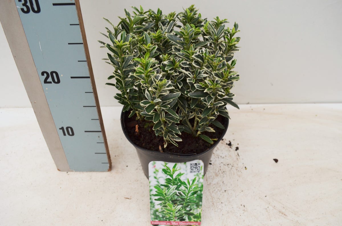  Kardinaalsmuts (Euonymus 'Microphyllus Albovariegatus')