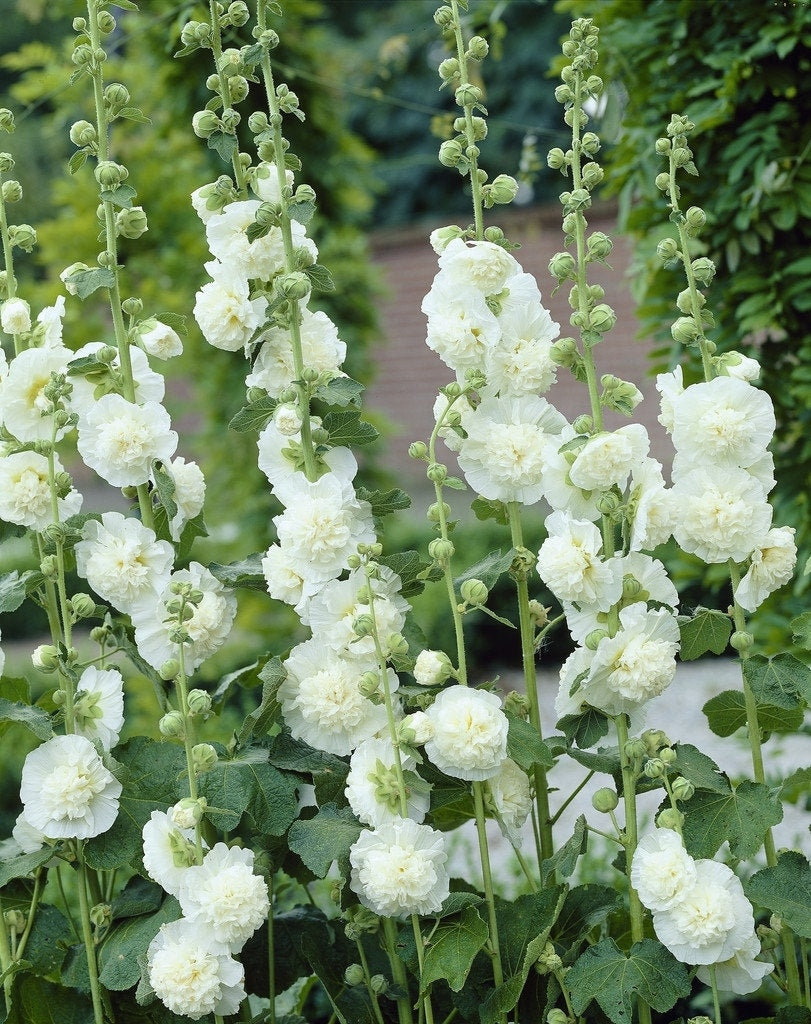  Stokroos (Alcea Rosea 'Charters Double Weiss')