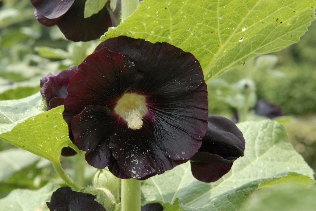  Stokroos (Alcea Rosea 'Nigra')