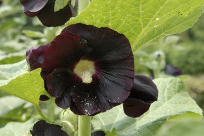  Stokroos (Alcea Rosea 'Nigra')