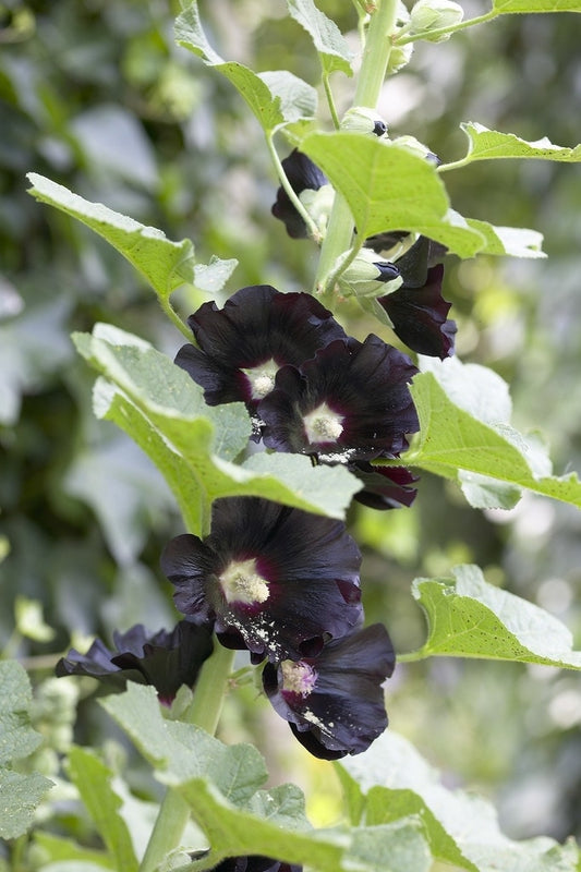  Stokroos (Alcea Rosea 'Nigra')
