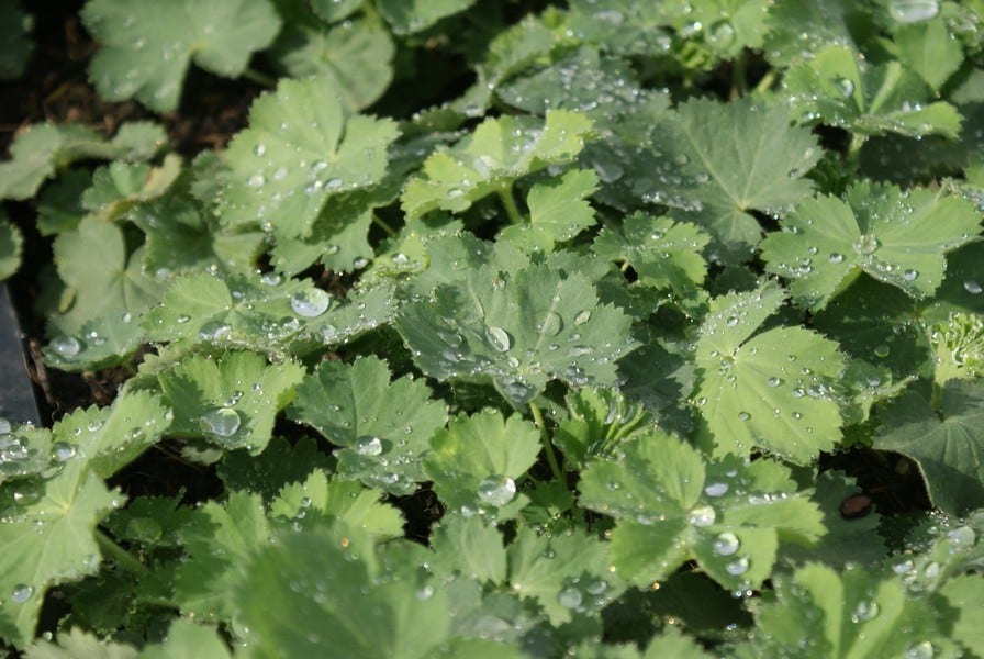  Vrouwenmantel (Alchemilla Vulgaris)