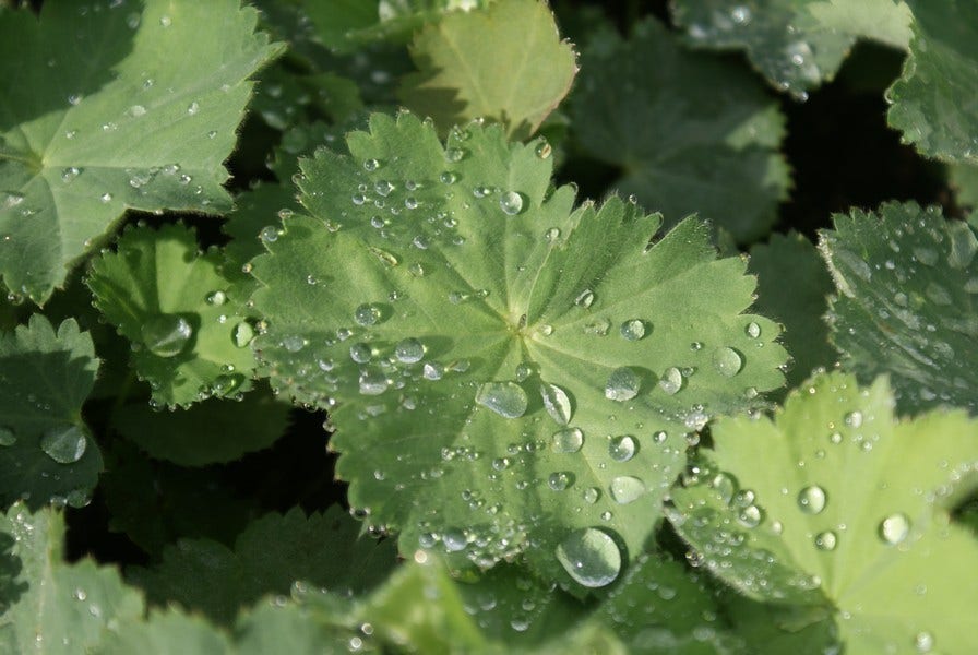  Vrouwenmantel (Alchemilla Vulgaris)