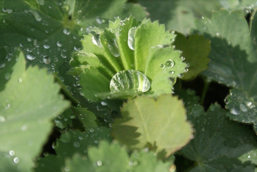  Vrouwenmantel (Alchemilla Vulgaris)