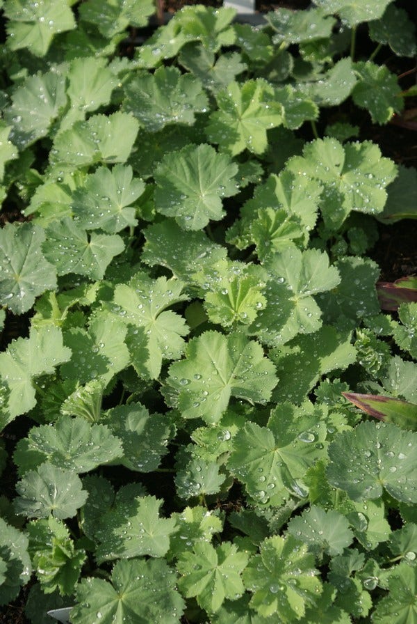  Vrouwenmantel (Alchemilla Vulgaris)
