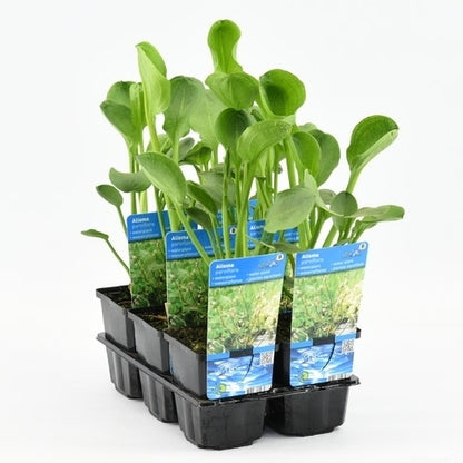  Waterweegbree (Alisma Parviflora)
