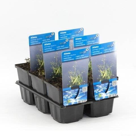  Waterweegbree (Alisma Plantago-aquatica)
