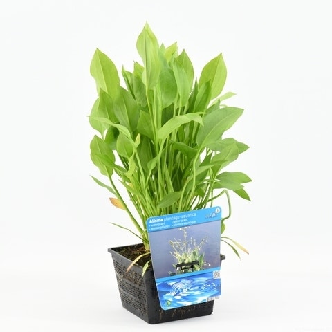  Waterweegbree (Alisma Plantago-aquatica)