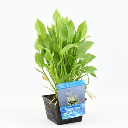  Waterweegbree (Alisma Plantago-aquatica)