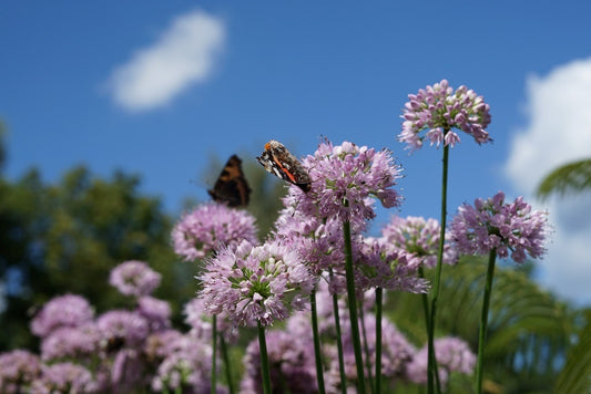  Sierui (Allium 'Millenium')