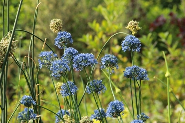  Sierui (Allium Caeruleum)