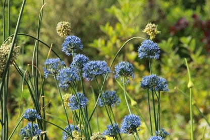  Sierui (Allium Caeruleum)