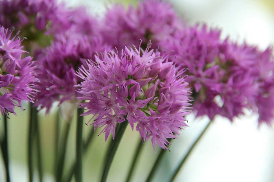  Sierui (Allium Carolinianum 'Rosy Dream')