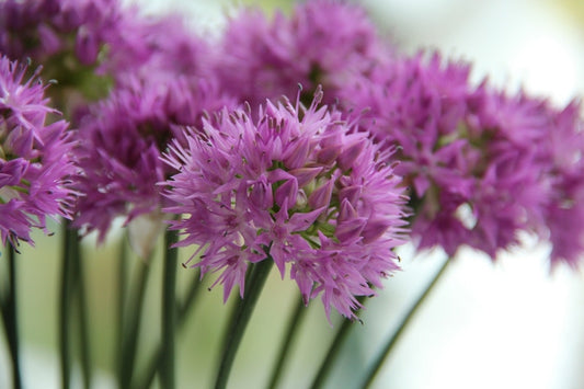  Sierui (Allium Carolinianum 'Rosy Dream')