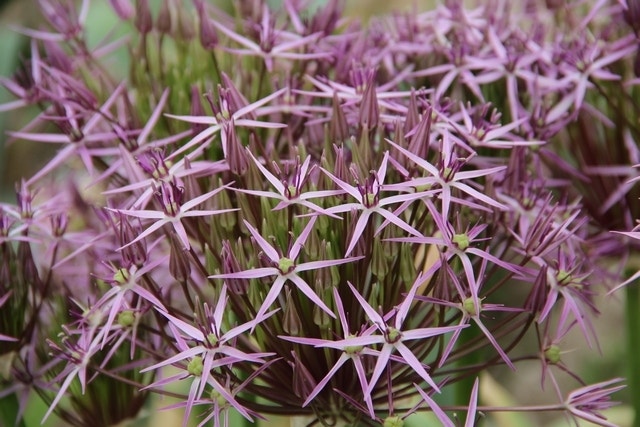  Sierui (Allium Albopilosum 'Christophii')