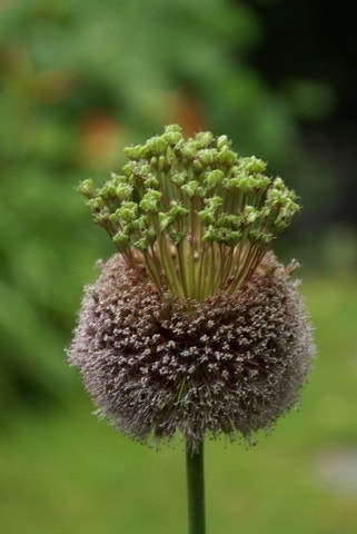  Sierui (Allium 'Forelock'®)