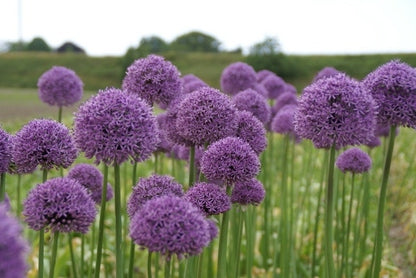  Sierui (Allium 'Gladiator')