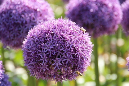  Sierui (Allium 'Globemaster'®)