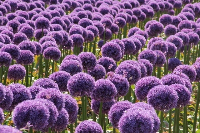  Sierui (Allium 'Globemaster'®)