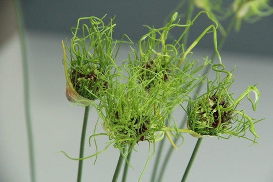  Sierui (Allium 'Hair')