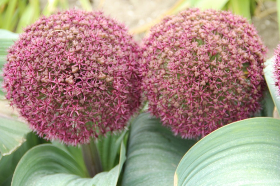  Sierui (Allium Karataviense 'Red Giant')