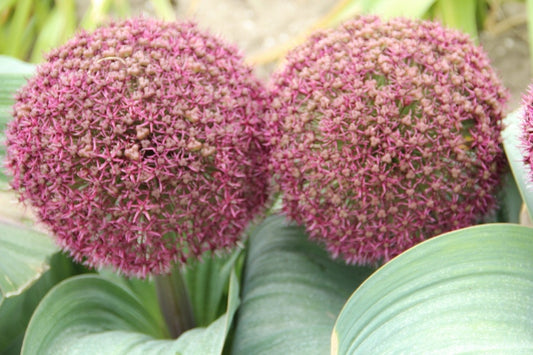  Sierui (Allium Karataviense 'Red Giant')