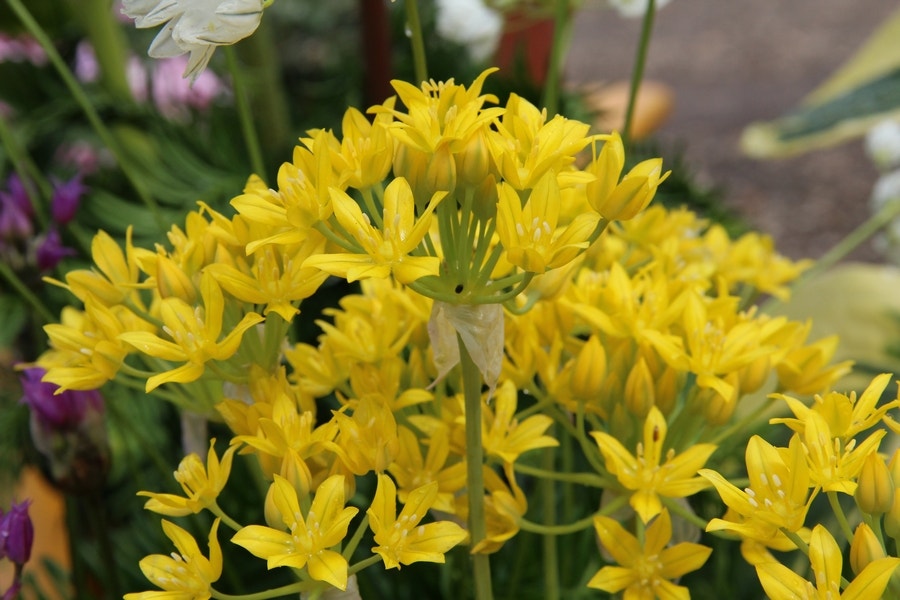  Sierui (Allium Moly)