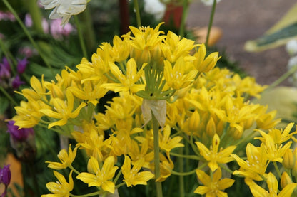  Sierui (Allium Moly)