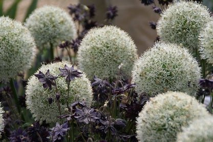  Sierui (Allium 'Mount Everest')