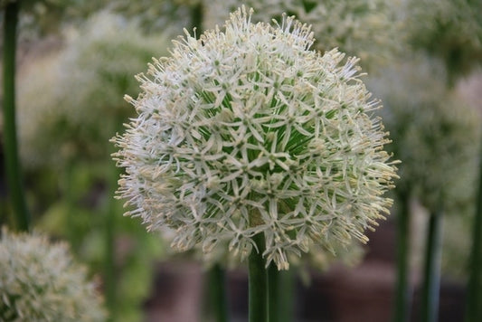  Sierui (Allium 'Mount Everest')