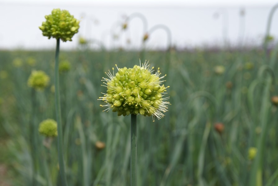 Sierui (Allium Obliquum)