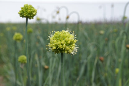  Sierui (Allium Obliquum)
