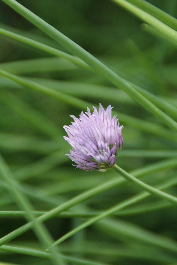  Bieslook (Allium Schoenoprasum)